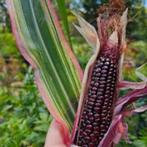 Stars and Stripes - Mais zaden, Verzenden, Volle zon