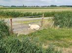 Dekram, Mannelijk, Schaap, 3 tot 5 jaar
