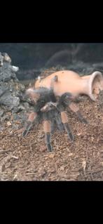Brachypelma emilia zoekt nieuw thuis, Dieren en Toebehoren, Spin of Schorpioen