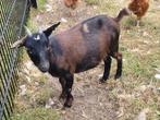 Prachtig  mak maanvlek dwerggeitje, Dieren en Toebehoren, Schapen, Geiten en Varkens, Vrouwelijk, Geit