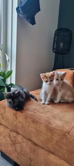 Kittens, 10 weken oud, Dieren en Toebehoren, Katten en Kittens | Overige Katten