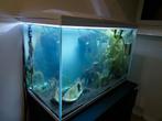 Mooi aquarium 150l Superfish inclusief vissen/garnalen/slak, Dieren en Toebehoren, Vissen | Aquaria en Toebehoren, Gebruikt, Ophalen of Verzenden