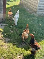 Brahma kippen te koop!, Dieren en Toebehoren, Pluimvee, Meerdere dieren, Kip