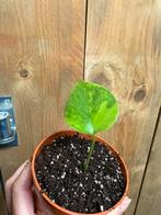 Monstera deliciosa variegata plant lemon lime aurea marble, Ophalen of Verzenden, Halfschaduw, Minder dan 100 cm