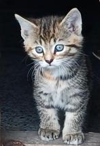 Drie jonge poesjes binnenkort te koop, Dieren en Toebehoren, Katten en Kittens | Overige Katten, Poes