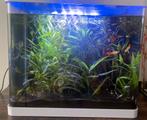 Baby guppies, Ophalen of Verzenden, Zo goed als nieuw