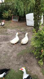 Twee Peking eenden mannelijk 5 per stuk klein jaartje oud, Dieren en Toebehoren, Mannelijk, Eend