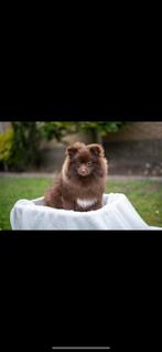 Pomerian 3 jaar oud, Rabiës (hondsdolheid), 1 tot 2 jaar, Teef, Eén hond