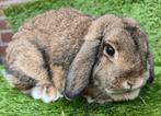 NEDERLANDSE HANGOOR DWERG, Dieren en Toebehoren, Konijnen, Vrouwelijk, Dwerg, Hangoor, 0 tot 2 jaar