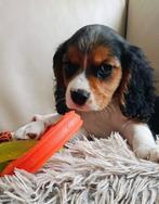 Cavalier King Charles Spaniel . . . . . . . (outcross)  !!!!, Dieren en Toebehoren, Honden | Retrievers, Spaniëls en Waterhonden