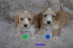 Medium kruising tibetaanse terrier x labradoodle pups., Dieren en Toebehoren, Nederland, Overige rassen, 8 tot 15 weken, CDV (hondenziekte)