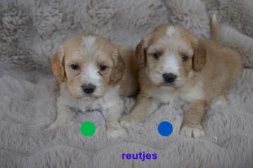 Medium kruising tibetaanse terrier x labradoodle pups.  beschikbaar voor biedingen
