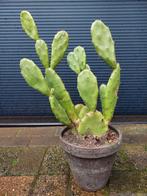 Opuntia Vulgaris - Vijgencactus / Schijfcactus H: 48 cm., Volle zon, Vaste plant, Zomer, Ophalen