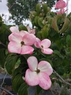 Cornus verschillende soorten en maten, Tuin en Terras, Ophalen, Overige soorten, Minder dan 100 cm