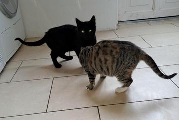 Te koop mooi jong poesje  beschikbaar voor biedingen