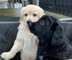 Golden retriever/Hovawart pups, Golden retriever, Parvo, 8 tot 15 weken, Meerdere