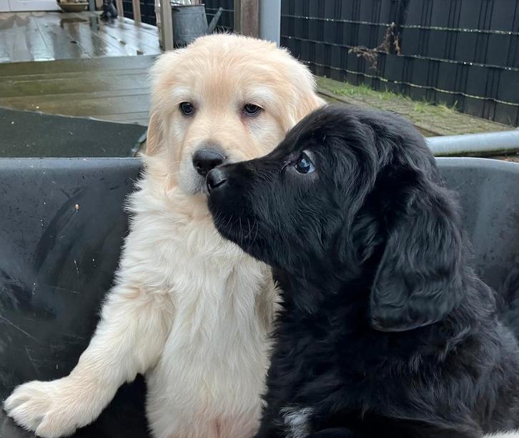 Golden retriever/Hovawart pups, Dieren en Toebehoren, Honden | Retrievers, Spaniëls en Waterhonden, Meerdere dieren, Golden retriever