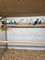 Diverse fischeries, Dieren en Toebehoren, Meerdere dieren, Parkiet