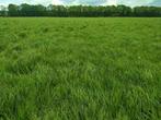 Gezocht gras op stam voor groeiseizoen 2026