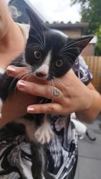 kittens met korthaar, Kater