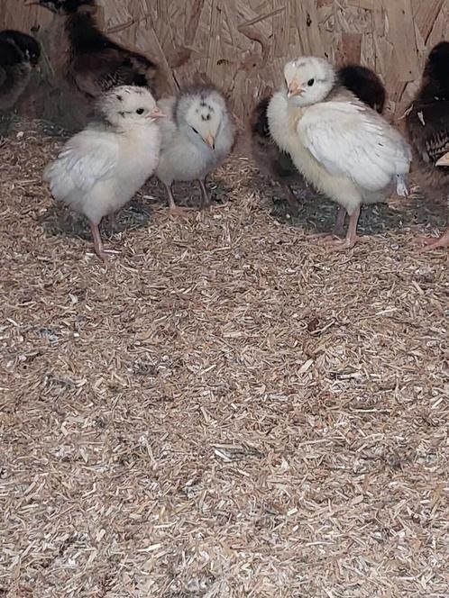 Kuikens lakenvelder groot, Dieren en Toebehoren, Pluimvee, Kip, Vrouwelijk