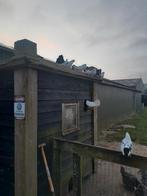 Gratis bonte duiven, Meerdere dieren, Overige soorten