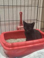 kitten, Dieren en Toebehoren, Meerdere dieren, Ontwormd, 0 tot 2 jaar