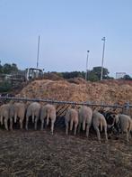 10 lammeren te koop, Dieren en Toebehoren, Schapen, Geiten en Varkens, Meerdere dieren, Schaap