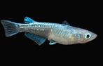 Medaka rijstvis eieren, Dieren en Toebehoren, Vissen | Aquariumvissen, Vis