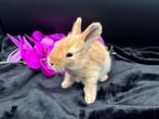 Engelse Angora baby konijntjes, Dieren en Toebehoren, Konijnen, Mannelijk, Middelgroot, 0 tot 2 jaar