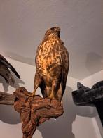 taxidermie taxidermy Opgezette "buizerd", Ophalen of Verzenden, Zo goed als nieuw, Vogel, Opgezet dier