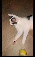 Kat kookie te koop, Dieren en Toebehoren, Katten en Kittens | Overige Katten, Kater
