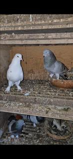 Takla duiven, Dieren en Toebehoren, Vogels | Duiven, Meerdere dieren, Postduif