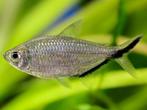 moenkhausia costae €2,50, Dieren en Toebehoren, Vissen | Aquariumvissen, Vis, Zoetwatervis