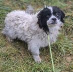 Ronny zoekt baasje, Parvo, Particulier, Reu, Buitenland