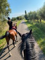 Evaren ruiter aangeboden / trainingspaard gezocht, Dieren en Toebehoren, Stalling en Weidegang