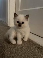 Ragdoll seal point poesje - oktober ophalen, Dieren en Toebehoren, Katten en Kittens | Raskatten | Langhaar, Poes, Ingeënt