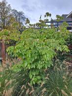 Kornoelje - Cornus kousa China Girl ca 210 cm. met kluit, Ophalen, Overige soorten, Struik, 100 tot 250 cm