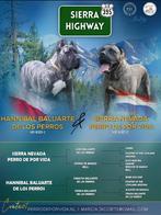 Raszuivere Presa Canario pups FCI stamboom, Dieren en Toebehoren, Honden | Bulldogs, Pinschers en Molossers, Rabiës (hondsdolheid)