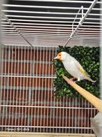 mooie een koppelen major putter  2025, Dieren en Toebehoren, Vogels | Overige Vogels, Mannelijk, Wildzangvogel