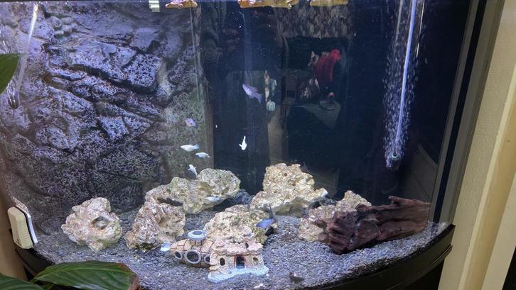 Te koop juwel trigon 190 led black, Dieren en Toebehoren, Vissen | Aquaria en Toebehoren, Gebruikt, Verlichting of Verwarming
