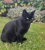 Vermist kater Thomas uit Raard, Dieren en Toebehoren
