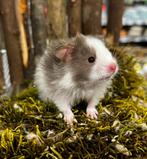 Jonge tamme goudhamsters ( geen groothandel), Dieren en Toebehoren, Hamster, Augustus, Mannelijk, Tam