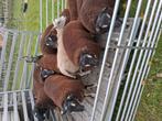 Dassenkop rammen, Dieren en Toebehoren, Schapen, Geiten en Varkens, Mannelijk, Schaap, 0 tot 2 jaar