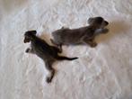 Oosterse Korthaar kittens 13 September - zuiver ras!, Dieren en Toebehoren, Meerdere dieren, Ontwormd, 0 tot 2 jaar