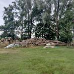 populier, haardhout, ongekloofd hout, kachel hout, gratis, Minder dan 3 m³, Ophalen, Overige houtsoorten, Blokken