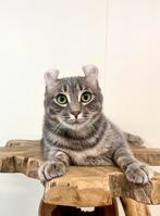 American curl katers | fantastische karakter | gezond, Dieren en Toebehoren, Katten en Kittens | Overige Katten, Meerdere dieren