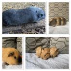 Diverse cavia beren california en agouti fok of knuffel, Dieren en Toebehoren, Oktober, Mannelijk, Cavia