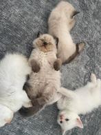 Ragdol kittens, Dieren en Toebehoren, Katten en Kittens | Raskatten | Langhaar, Kater, Ontwormd