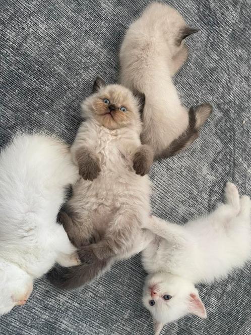 Ragdol kittens, Dieren en Toebehoren, Katten en Kittens | Raskatten | Langhaar, Kater, Met stamboom, Ontwormd, Ingeënt